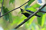 Yellow-cheeked Tit